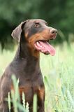 DOBERMANN 237